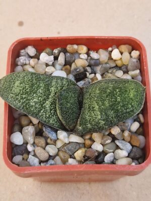 20260917_174838 Gasteria batesiana f Barbertonii