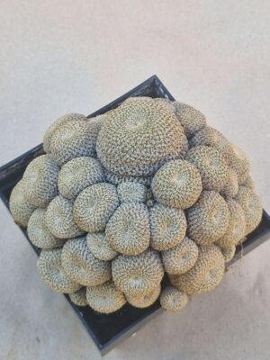 20260919_153427 Sulcorebutia helisioides