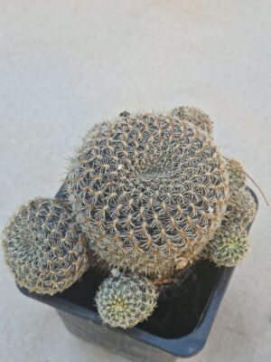 20260919_153519 Sulcorebutia augustinii
