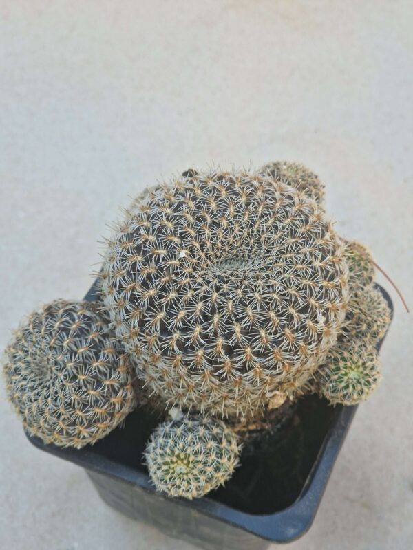 Sulcorebutia augustinii