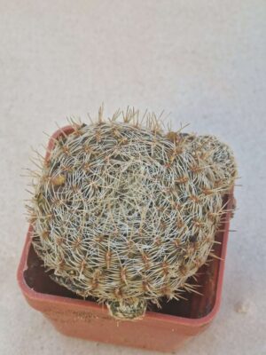 20260919_153638 Sulcorebutia mizquensis