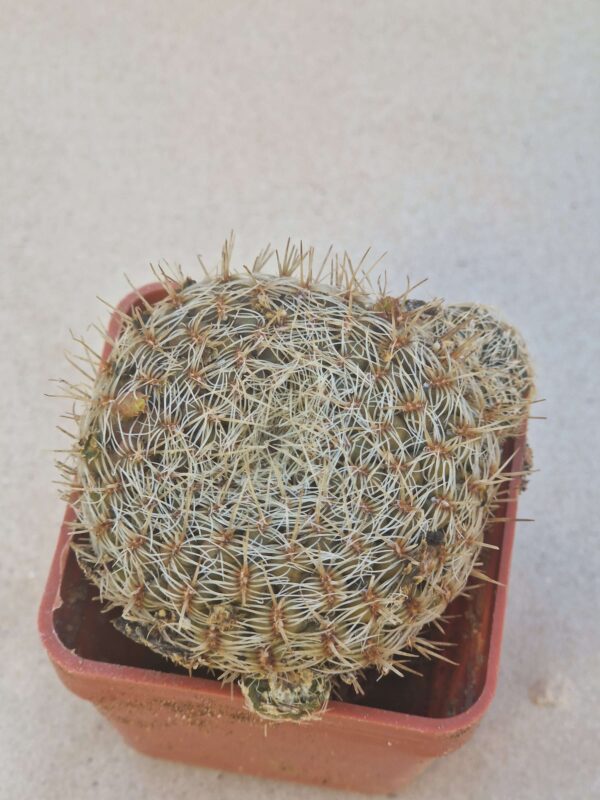 Sulcorebutia mizquensis