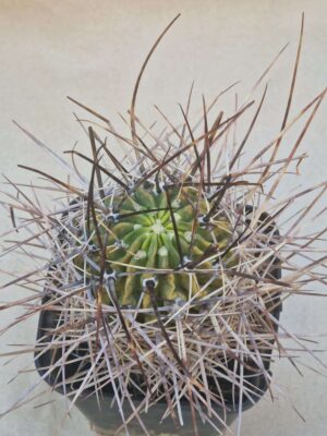 20260919_153842 Lobivia horrida