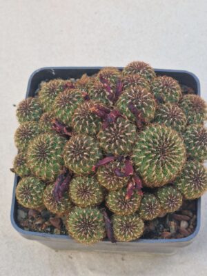 20260919_160611 Sulcorebutia HS 101