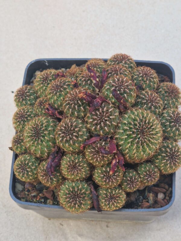 Sulcorebutia HS 101