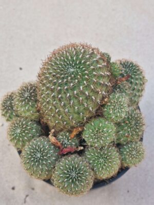 20260919_160623 Sulcorebutia sp