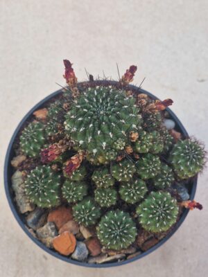 20260919_160635 Sulcorebutia sp