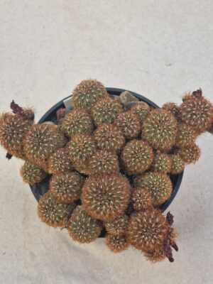 20260919_160649 Sulcorebutia sp