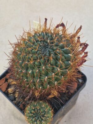 20260919_160715 Sulcorebutia sp