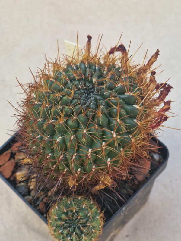 Sulcorebutia sp