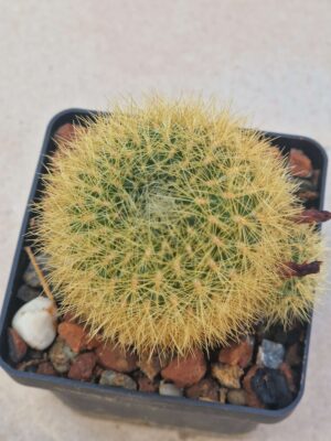 20260919_160725 Sulcorebutia sp