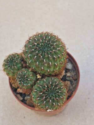 20260919_160740 Sulcorebutia lepida
