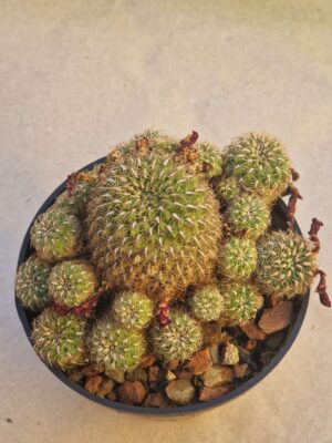 20260919_162826 Sulcorebutia marcusii