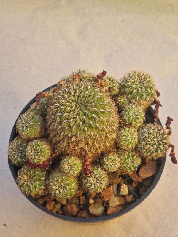 Sulcorebutia marcusii