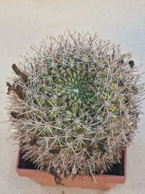 Lobivia acantholegma v neocinnabarina