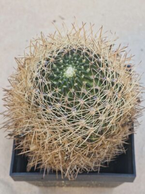 Lobivia acantholegma v pilosa