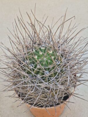 Lobivia marsonerii f rubescens