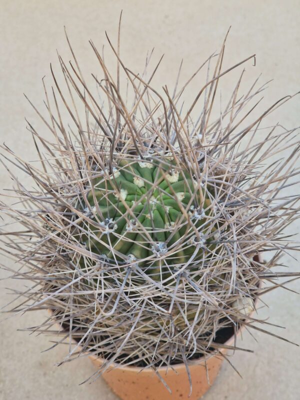 Lobivia marsonerii f rubescens