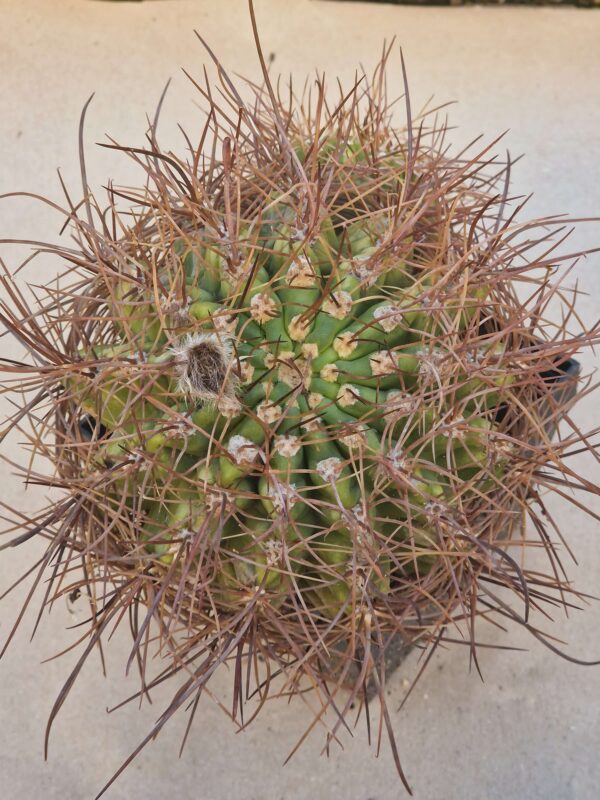 Lobivia formosa v rosarioana