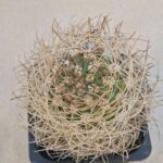 Lobivia lateritia v camataquiensis