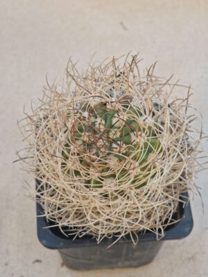 Lobivia lateritia v camataquiensis