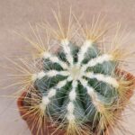 Notocactus magnificus