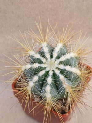 20260921_160039 Notocactus magnificus