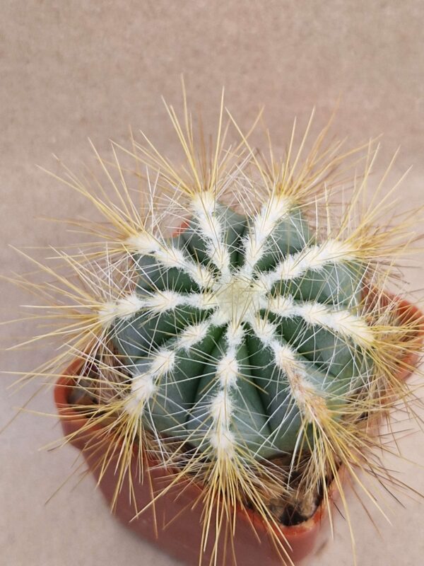 Notocactus magnificus