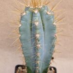 20260921_160315 Pilosocereus sp
