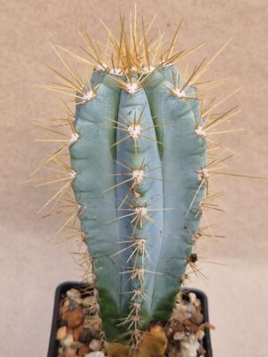 20260921_160315 Pilosocereus sp