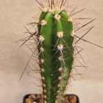 20260921_160356 Neocardenasia herzogiana