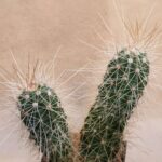 Echinocereus stramineus