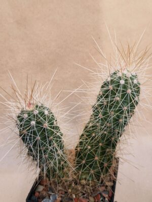 Echinocereus stramineus