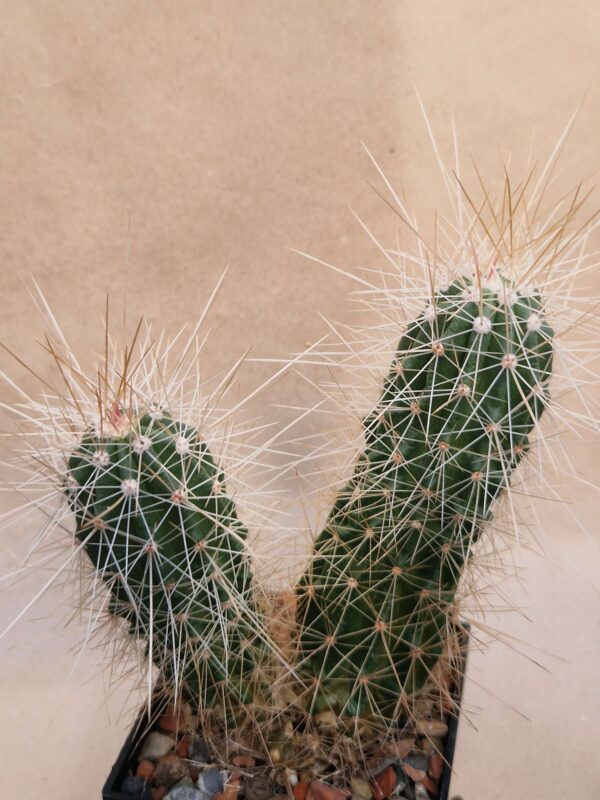 Echinocereus stramineus