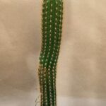 20260921_161640 Trichocereus spachianus