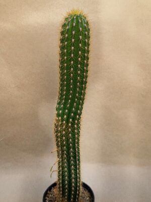 20260921_161640 Trichocereus spachianus