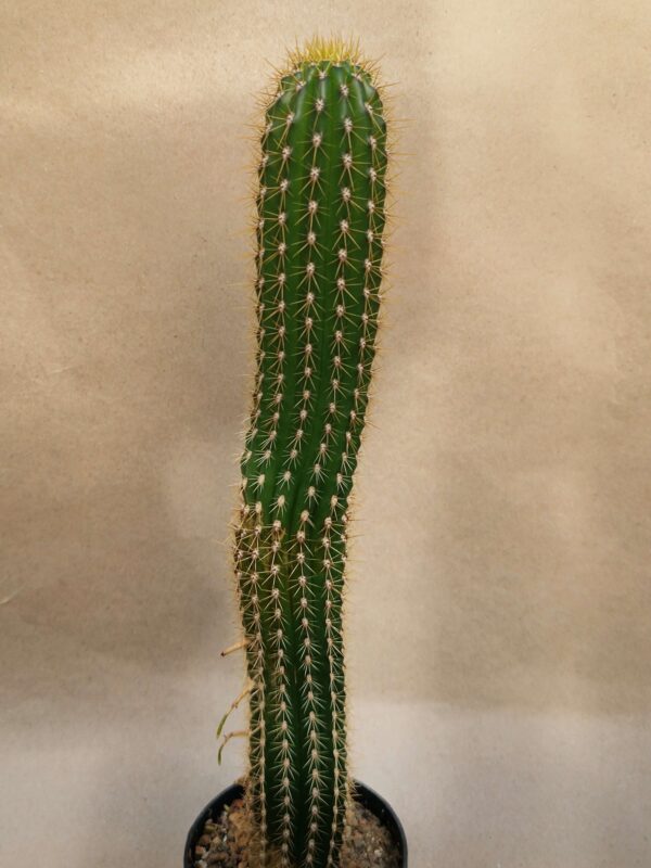 Trichocereus spachianus