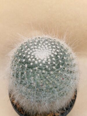 20260921_161755 Mammillaria hahniana