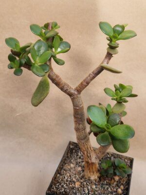 Crassula ovata f minima