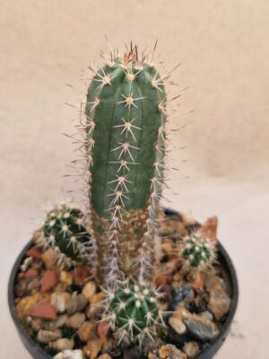 20260921_162023 Echinocereus sp
