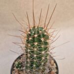 20260921_162120 Lobivia sp