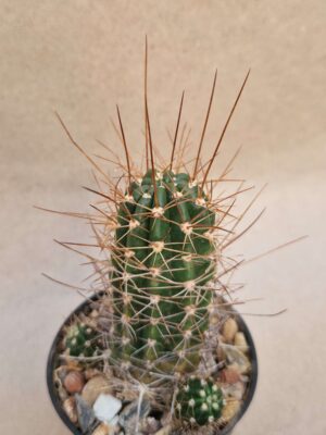 20260921_162120 Lobivia sp