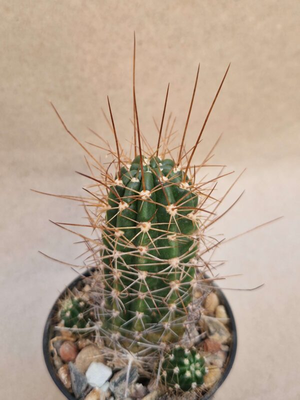 Lobivia sp
