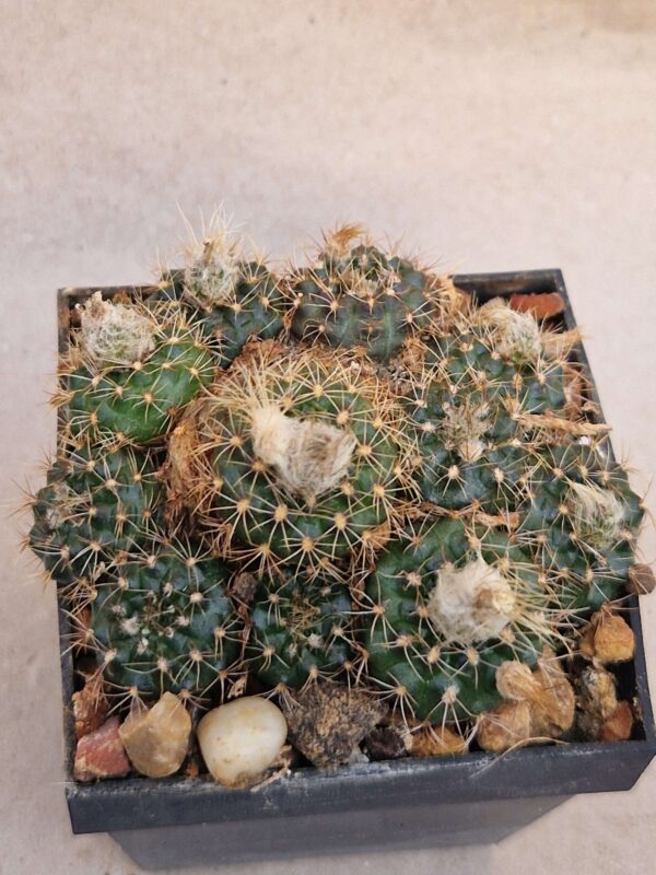 Frailea sp