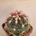 20260921_162617 Thelocactus bicolor