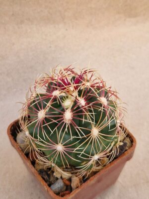 Thelocactus bicolor