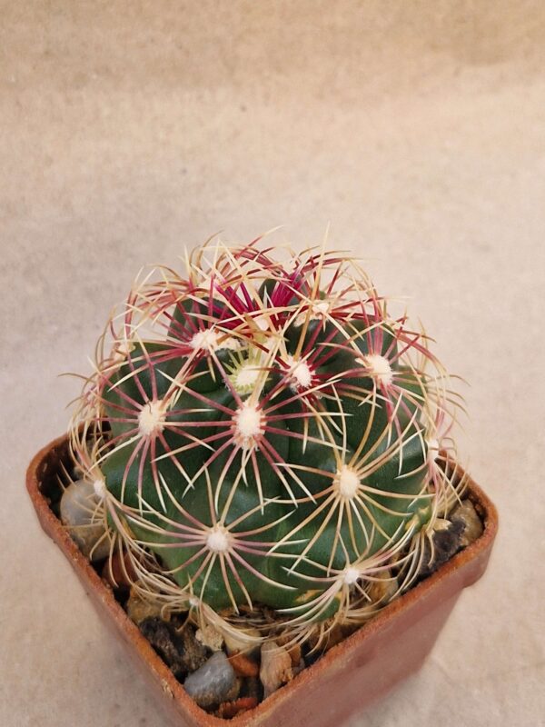 Thelocactus bicolor