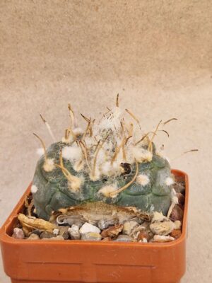 20260921_162944 Turbinicarpus sp