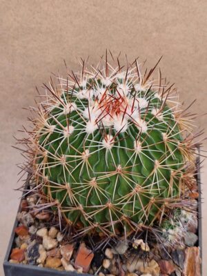 20260921_163138 Echinofossulocactus sp