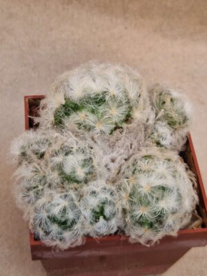 20260921_163151 Mammillaria plumosa